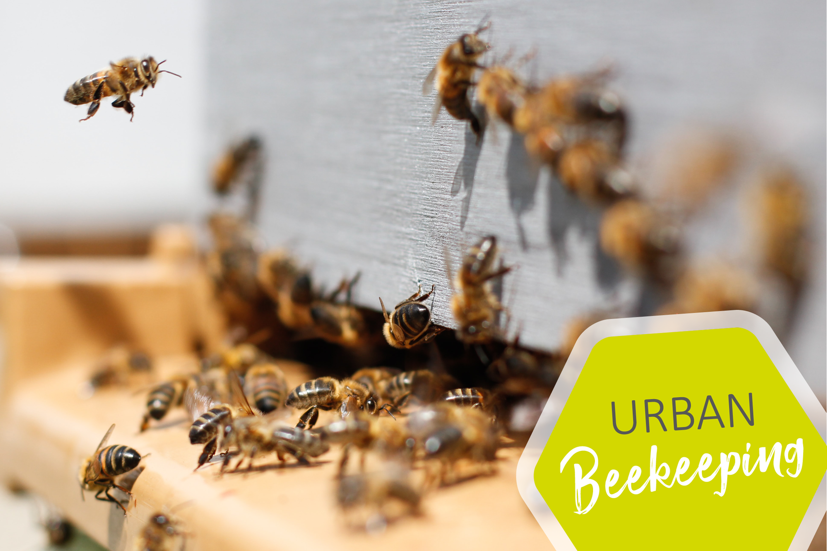 Urban Beekeeping im Urban Living Tempelhof